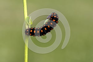 Caterpillar macro in green nature